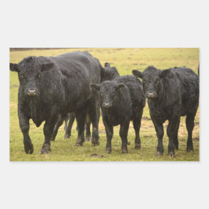 Sticker Rectangulaire Vaches sous la pluie