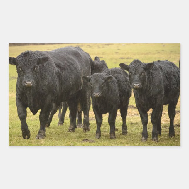 Sticker Rectangulaire Vaches sous la pluie (Devant)