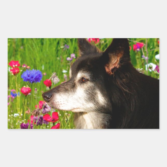 Sticker Rectangulaire Valentine Frontière Collie avec de belles fleurs (Devant)