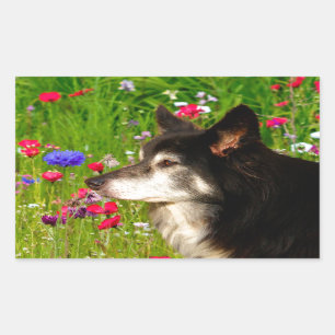 Sticker Rectangulaire Valentine Frontière Collie avec de belles fleurs