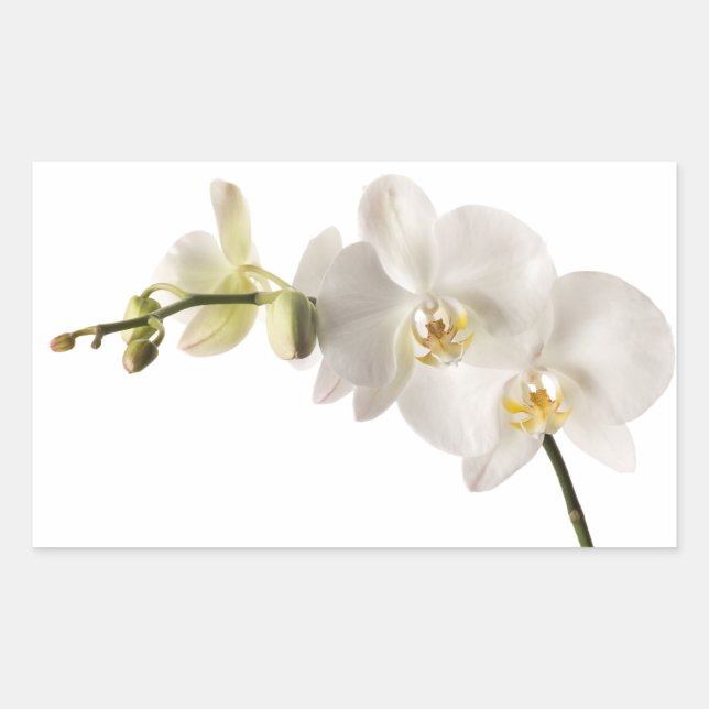 Sticker Rectangulaire Vaporisateur floral blanc Dendrobium Orchidée (Devant)