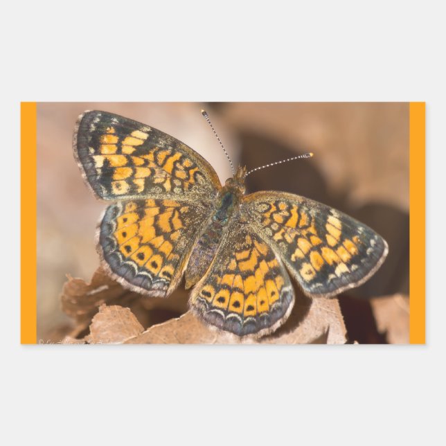 Sticker Rectangulaire Vêtements et Cadeaux Papillon Brun et Orange (Devant)