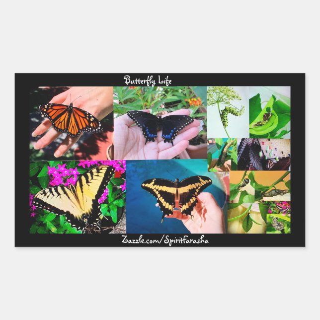 Sticker Rectangulaire Vie de papillon  (Devant)