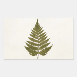 Sticker Rectangulaire Vintage 1800s Olive Green Fern Modèle feuille de f