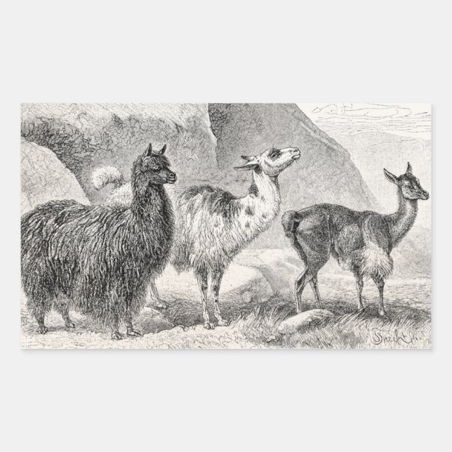 Sticker Rectangulaire Vintage Llama Alpaca Modèle Llamas Alpacas (Devant)