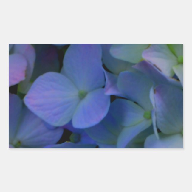 Sticker Rectangulaire Violet violet rose bleu hydrangée fleurie (Devant)