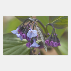 Sticker Rectangulaire Virginia Bluebells Fleurs sauvages