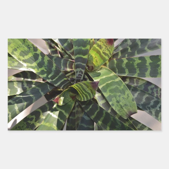 Sticker Rectangulaire Vriesea Splendens Bromeliad Plante Feuilles rayés (Devant)