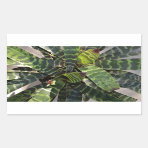 Sticker Rectangulaire Vriesea Splendens Bromeliad Plante Feuilles rayés