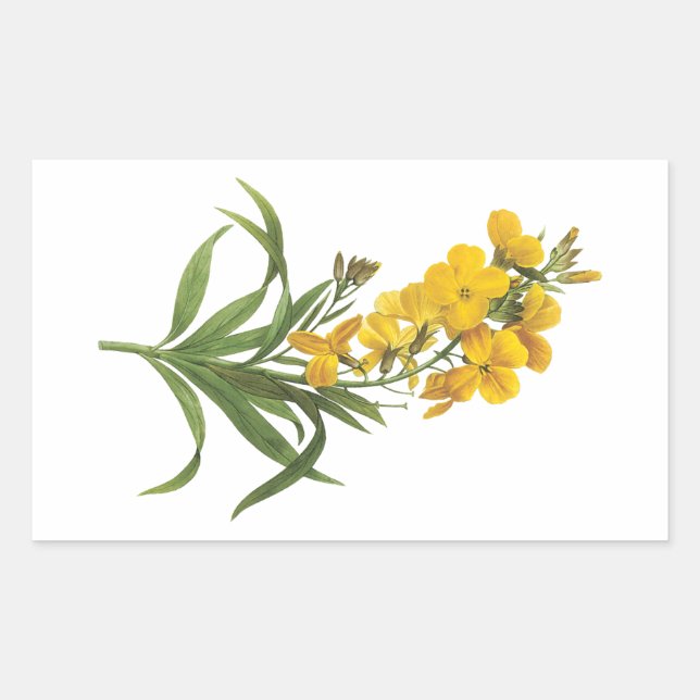 Sticker Rectangulaire wallflower(Cheiranthus flavus) de Redouté (Devant)