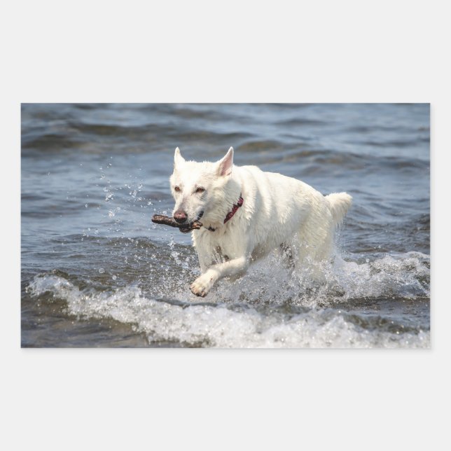 Sticker Rectangulaire White German Shepard sur le lac George (Devant)
