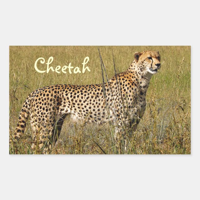 Sticker Rectangulaire Wild African Cheetah à Savannah grasses (Devant)