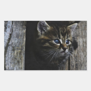 Sticker Rectangulaire Yeux bleus de chat