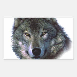 Sticker Rectangulaire Yeux de loup gris