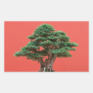 Sticker Rectangulaire Yew bonsai