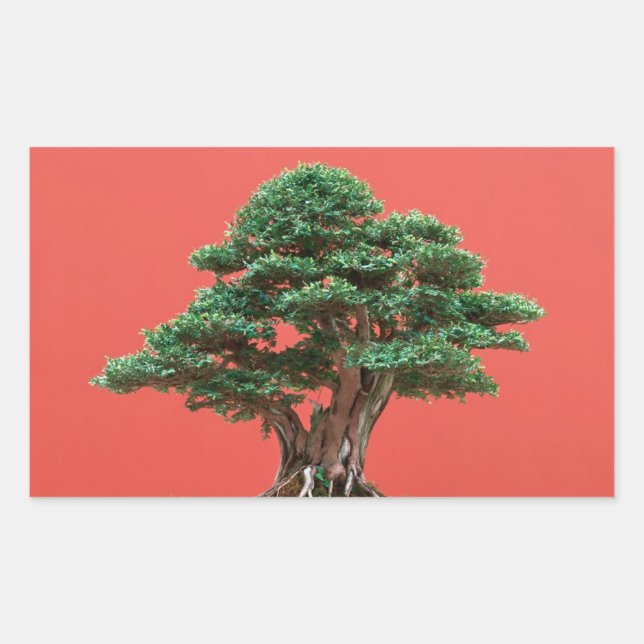 Sticker Rectangulaire Yew bonsai (Devant)