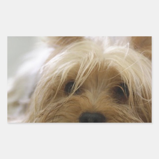 Sticker Rectangulaire Yorkshire-terrier plat.png (Devant)