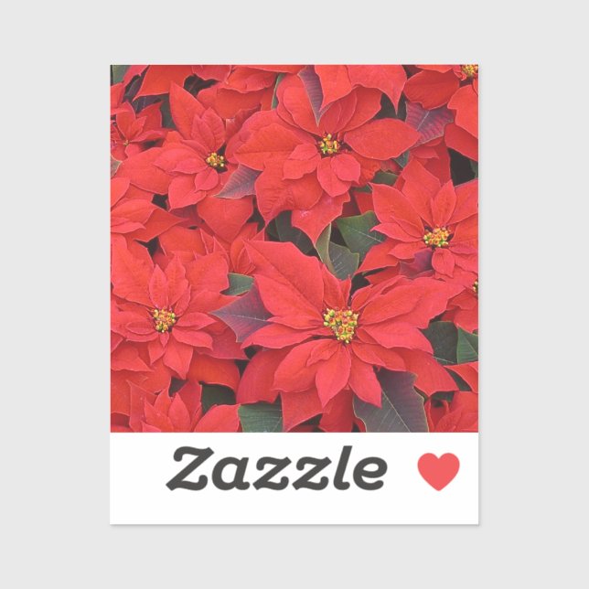 Sticker Red Poinsettias I Christmas Holiday Floral Photo (Feuille)