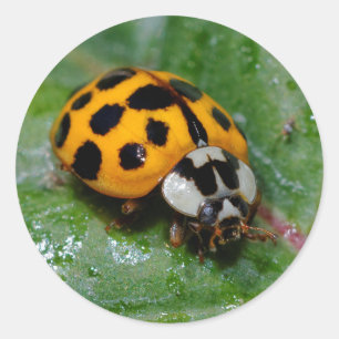 Sticker Rond 18 taches jaune et noir Ladybug