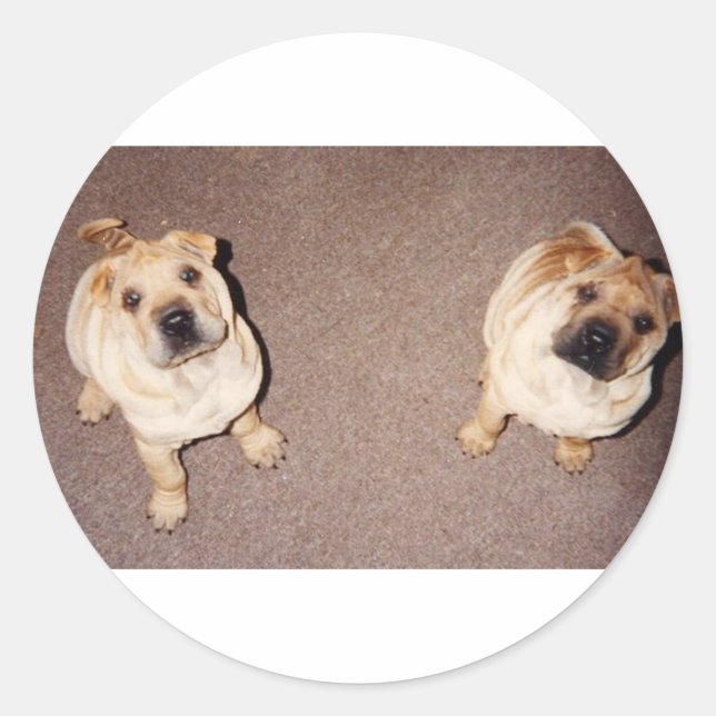 Sticker Rond 2 chiots Shar-Pei.png tan (Devant)