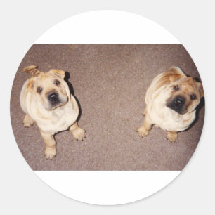 Sticker Rond 2 chiots Shar-Pei.png tan