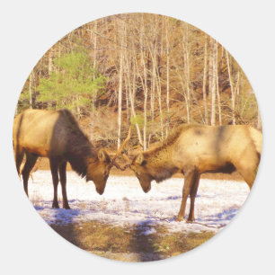 Sticker Rond 2~ deux Bull Elk dans la neige