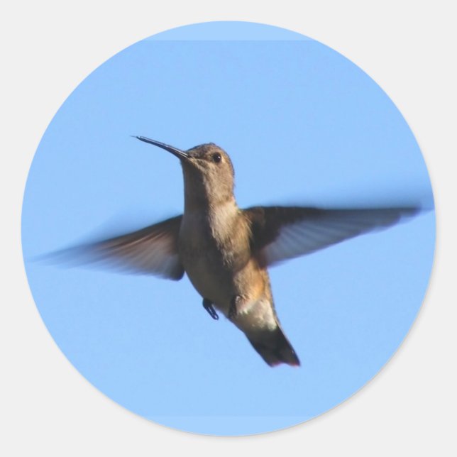Sticker Rond 3aJ Hummingbird vole dans un ciel bleu (Devant)