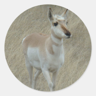 Sticker Rond A17 Pronghorn Antelope Youngster