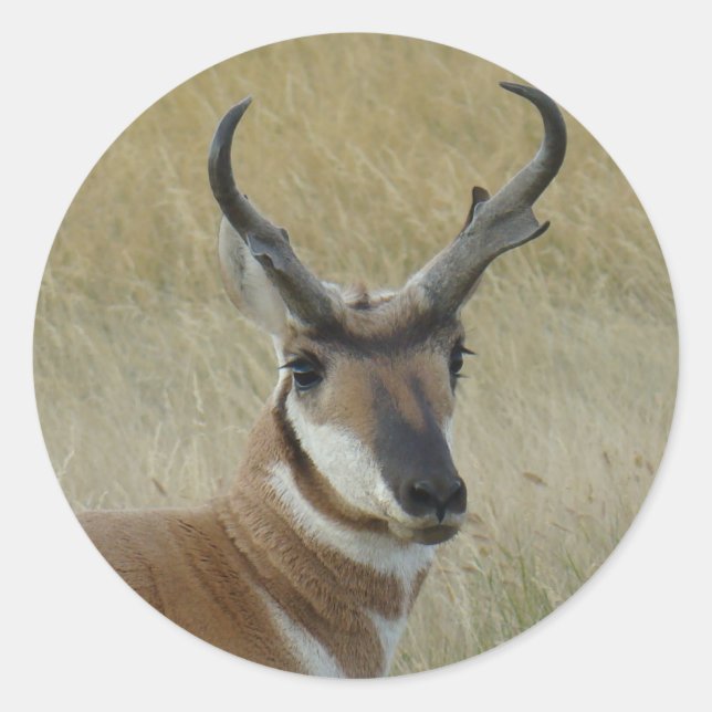 Sticker Rond A21 Pronghorn Antelope Buck Head Shot (Devant)