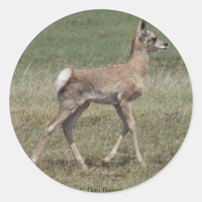 Sticker Rond A42 Baby Pronghorn Antelope (Devant)