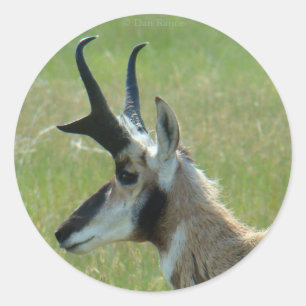 Sticker Rond A47 Pronghorn Antelope Big Buck Head Profile