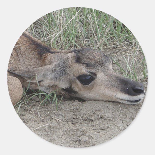 Sticker Rond A6 Bébé Antilope Pronghorn (Devant)