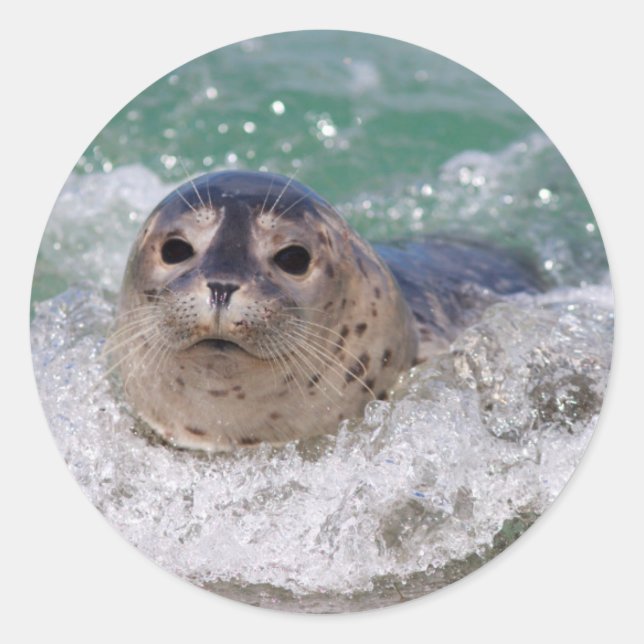 Sticker Rond A baby seal surfing (Devant)