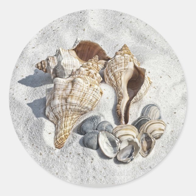 Sticker Rond A Collection of Seashells on Sand (Devant)