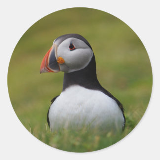Sticker Rond À la recherche du Puffin de Burrow
