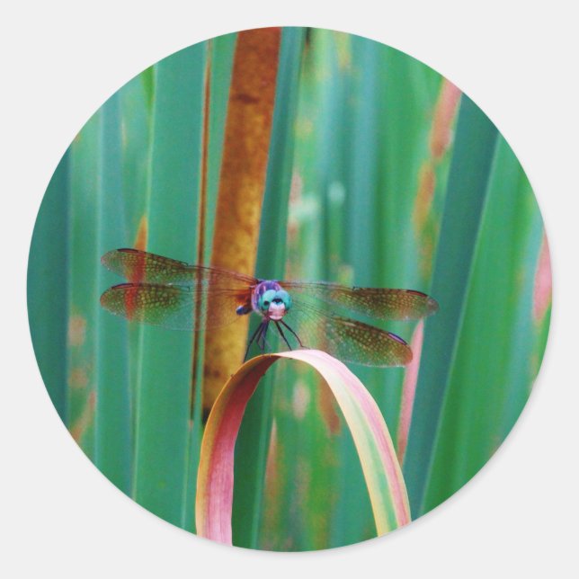 Sticker Rond A teal Eyed Dragonfly with cattails (Devant)