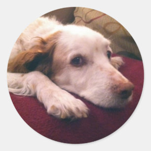 Sticker Rond Abby Brittany Spaniel