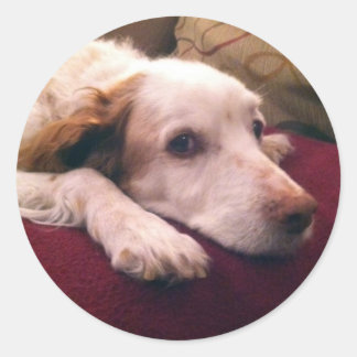 Sticker Rond Abby Brittany Spaniel