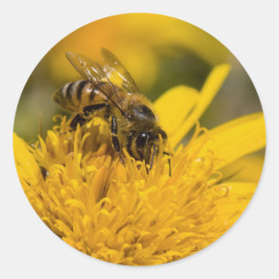Sticker Rond Abeille Africaine Avec Sacs De Pollen En Train De