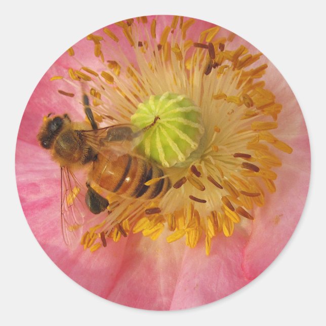 Sticker Rond Abeille de miel dans le coquelicot (Devant)