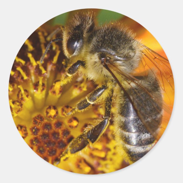 Sticker Rond Abeille de miel de l'Ouest (Devant)