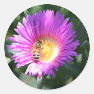 Sticker Rond Abeille de miel sur fleur rose
