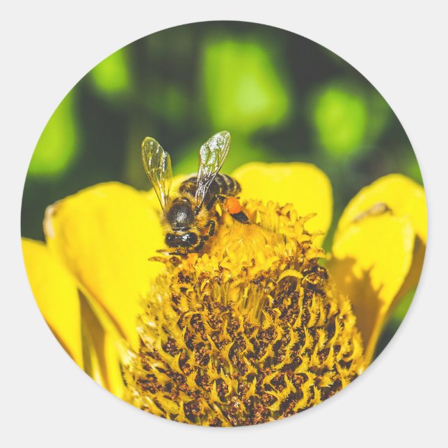 Sticker Rond abeille n fleur jaune (Devant)