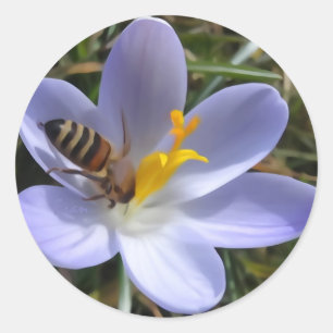 Sticker Rond abeille sur crocus