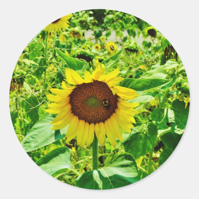 Sticker Rond Abeille sur tournesol jaune (Devant)