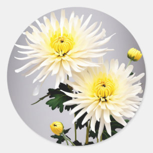 Sticker Rond Abstrait de chrysanthème gras