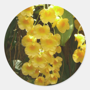 Sticker Rond Accrocher les orchidées jaunes Fleurs tropicales