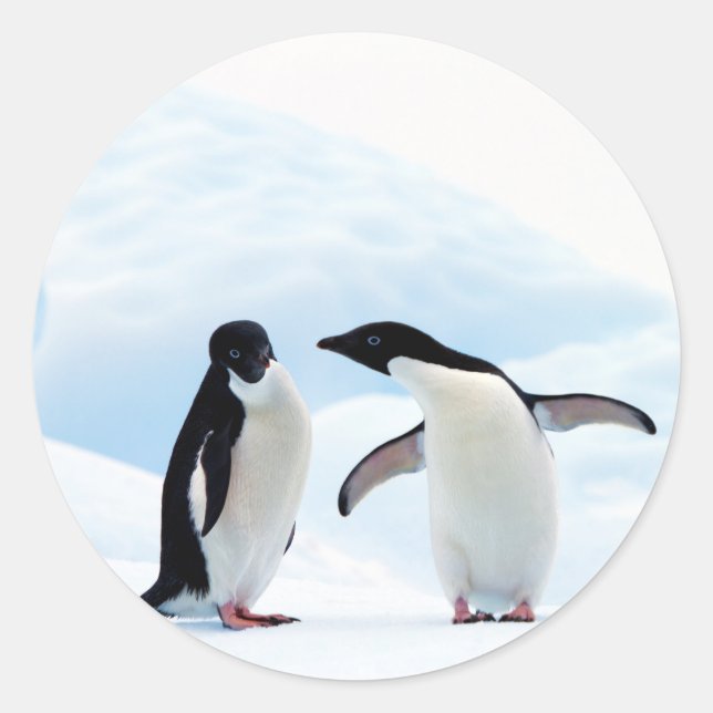 Sticker Rond Adelie Penguins (Devant)