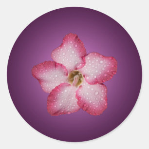 Sticker Rond Adénium Fleur Rose Flore Dégradé Violet
