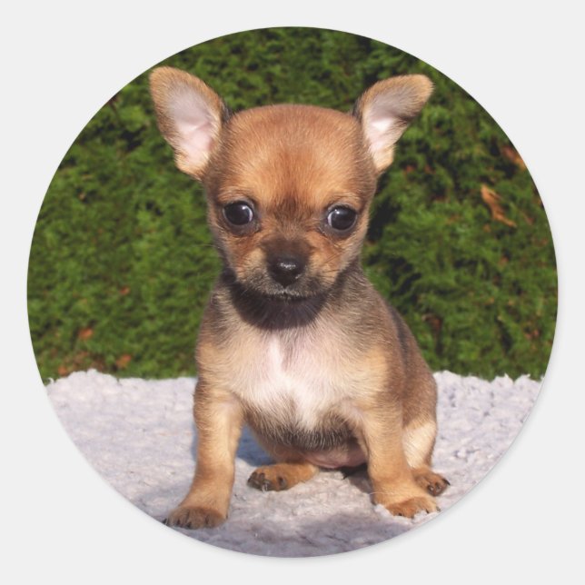 Sticker Rond Adorable Chihuahua Chien Chiot (Devant)